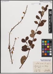 Foto von Salix aurita L.